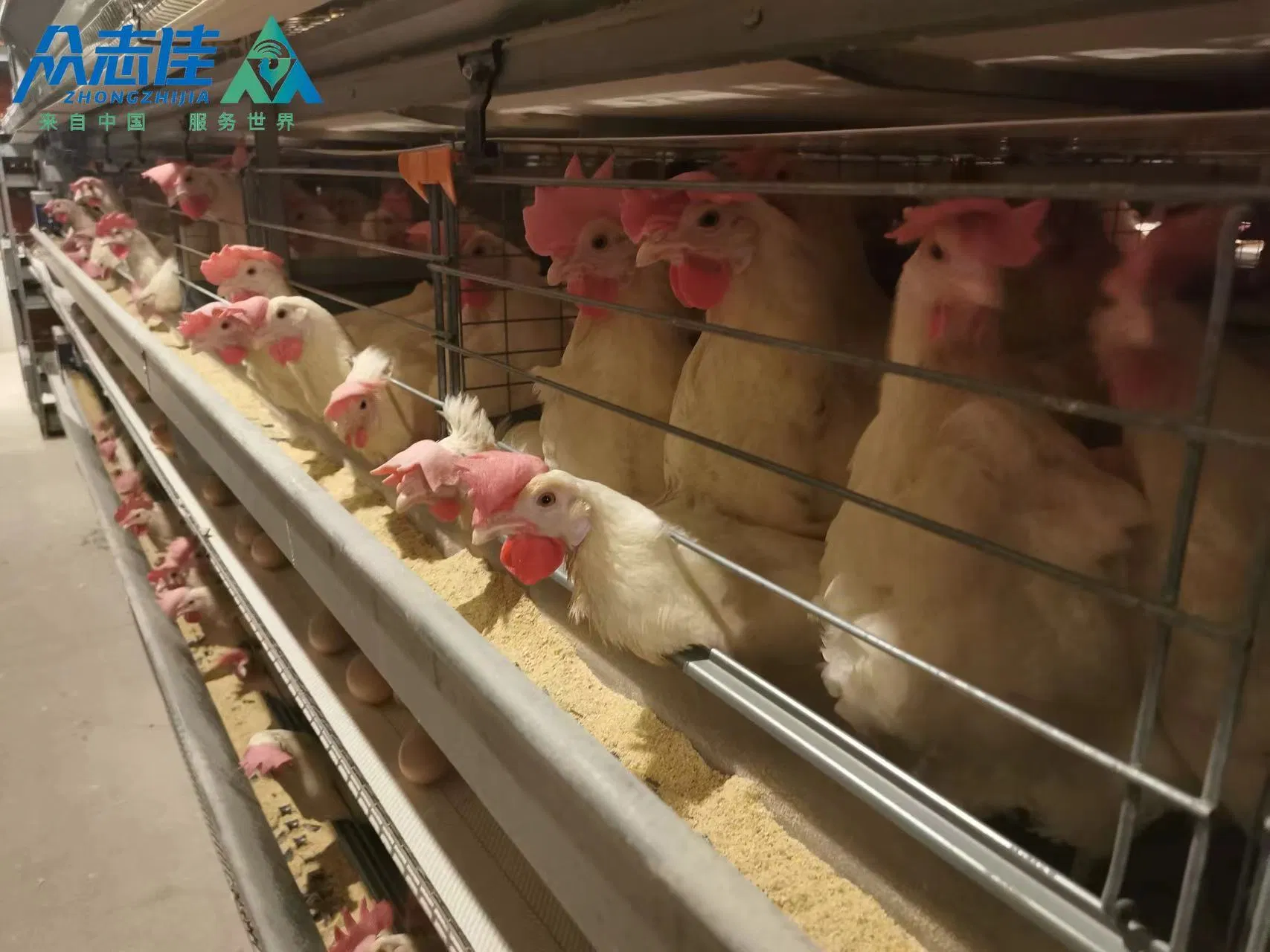 Factory Direct Sales Chicken Farm Equipment Laying Hen/Broiler Manure Cleaning Spray System Epidemic Prevention/Made in China