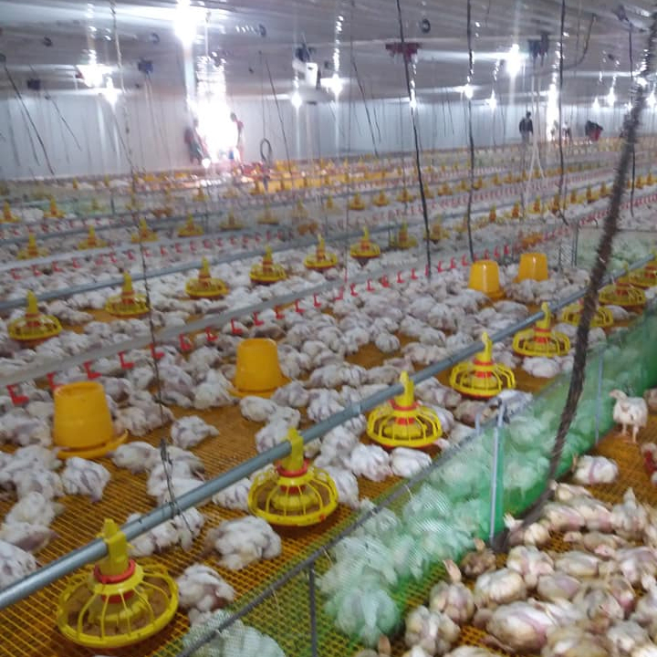 Chicken House Automatic Pan Feeder Broiler Nipple Drinking System