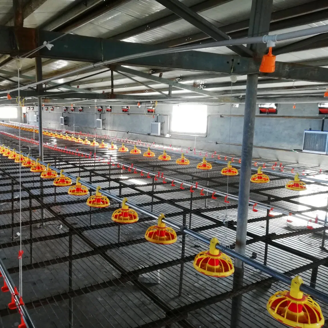 Broiler Chicken Floor Feeding System