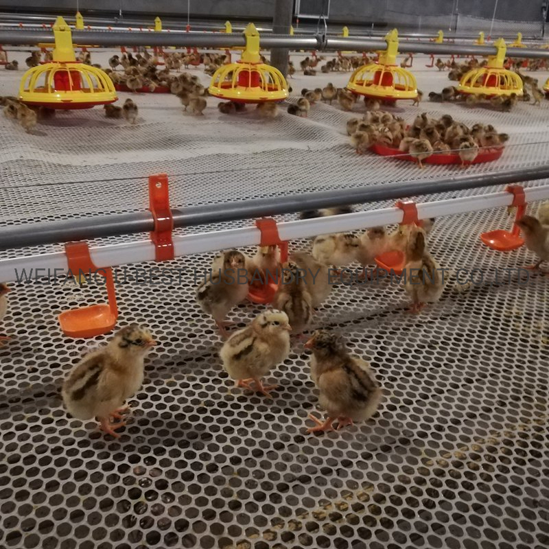 Broiler Chicken Floor Feeding System