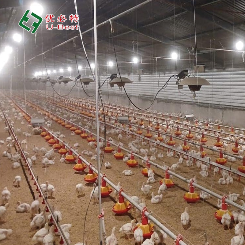 New Design Animal Husbandry Equipment Chicken Feeder and Drinker System