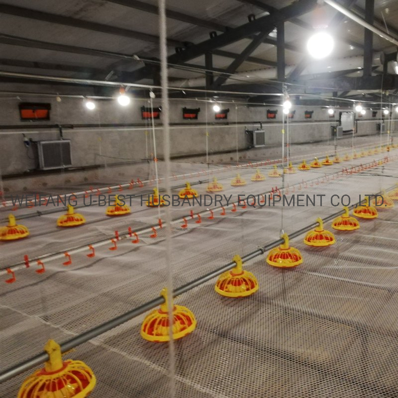 Poultry Farm Automatic Chicken Raise Feeding System on Floor