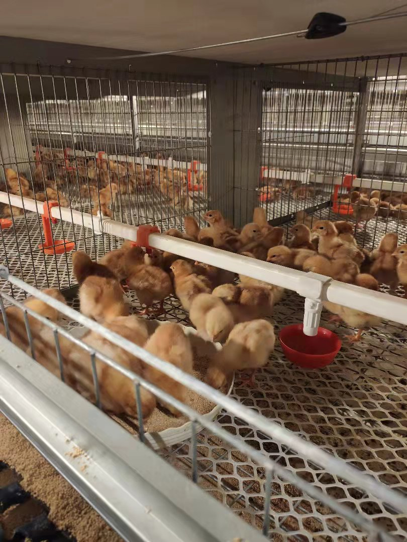 Customized 3-12 Tiers Poultry Farming Equipment H Type Chicken Battery Layer Broiler Cage System