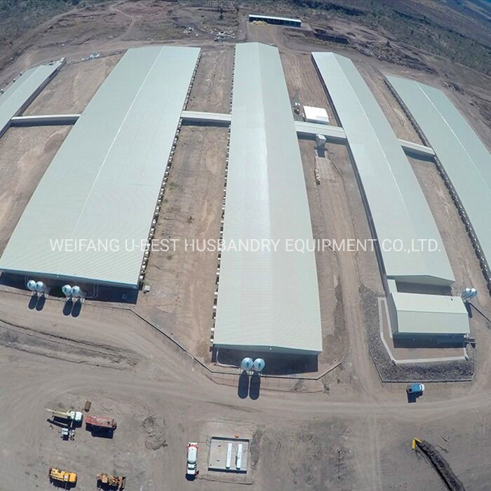 Poultry Farm Automatic Chicken Raise Feeding System on Floor