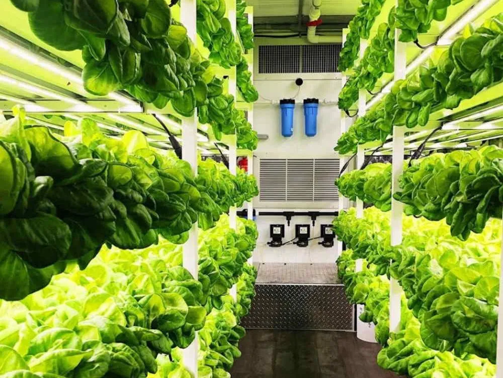 Monitoreo de raíces y solución de nutrientes