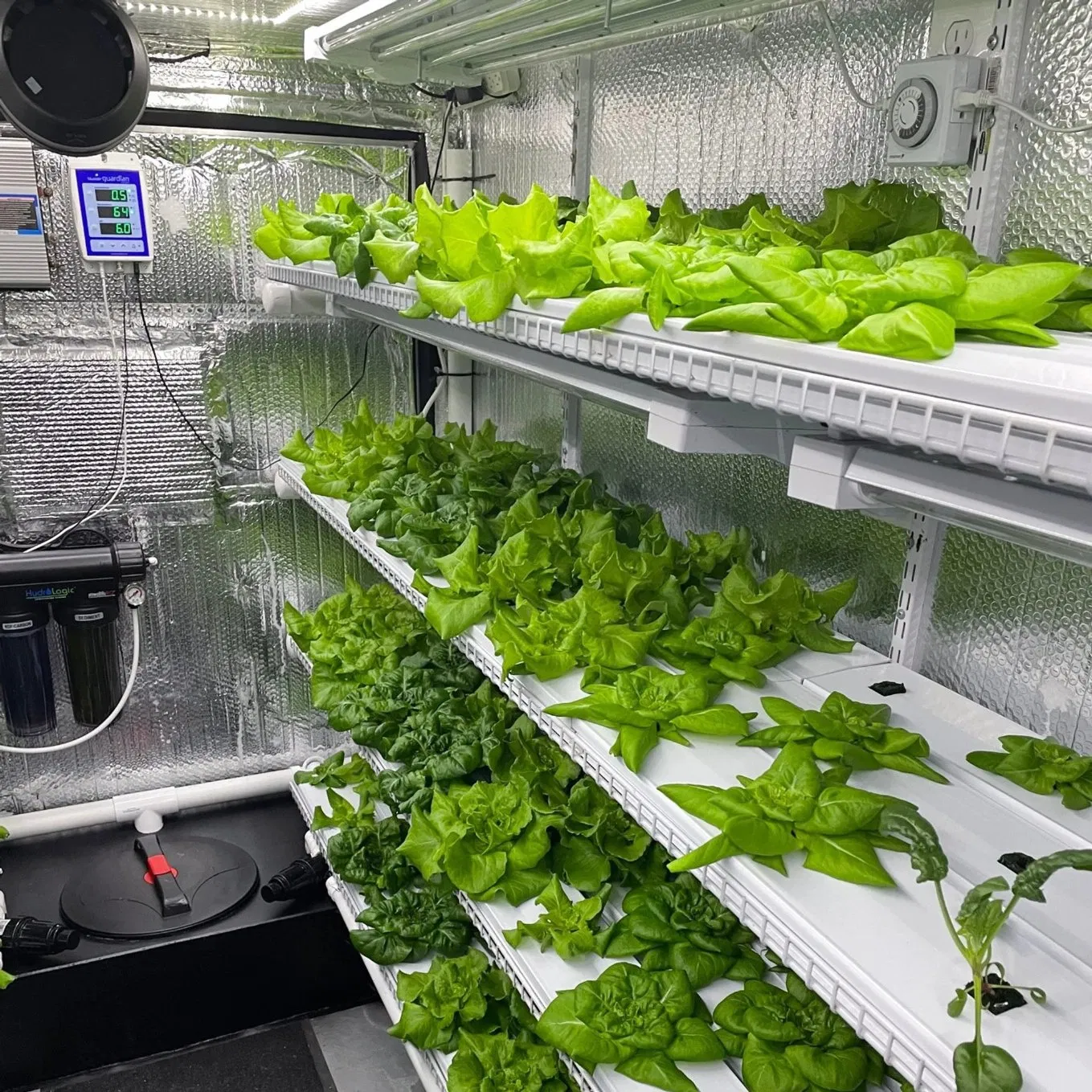 La fábrica de plantas en contenedor ofrece alimentos frescos a los complejos turísticos en granjas hidropónicas de contenedor y comunidades