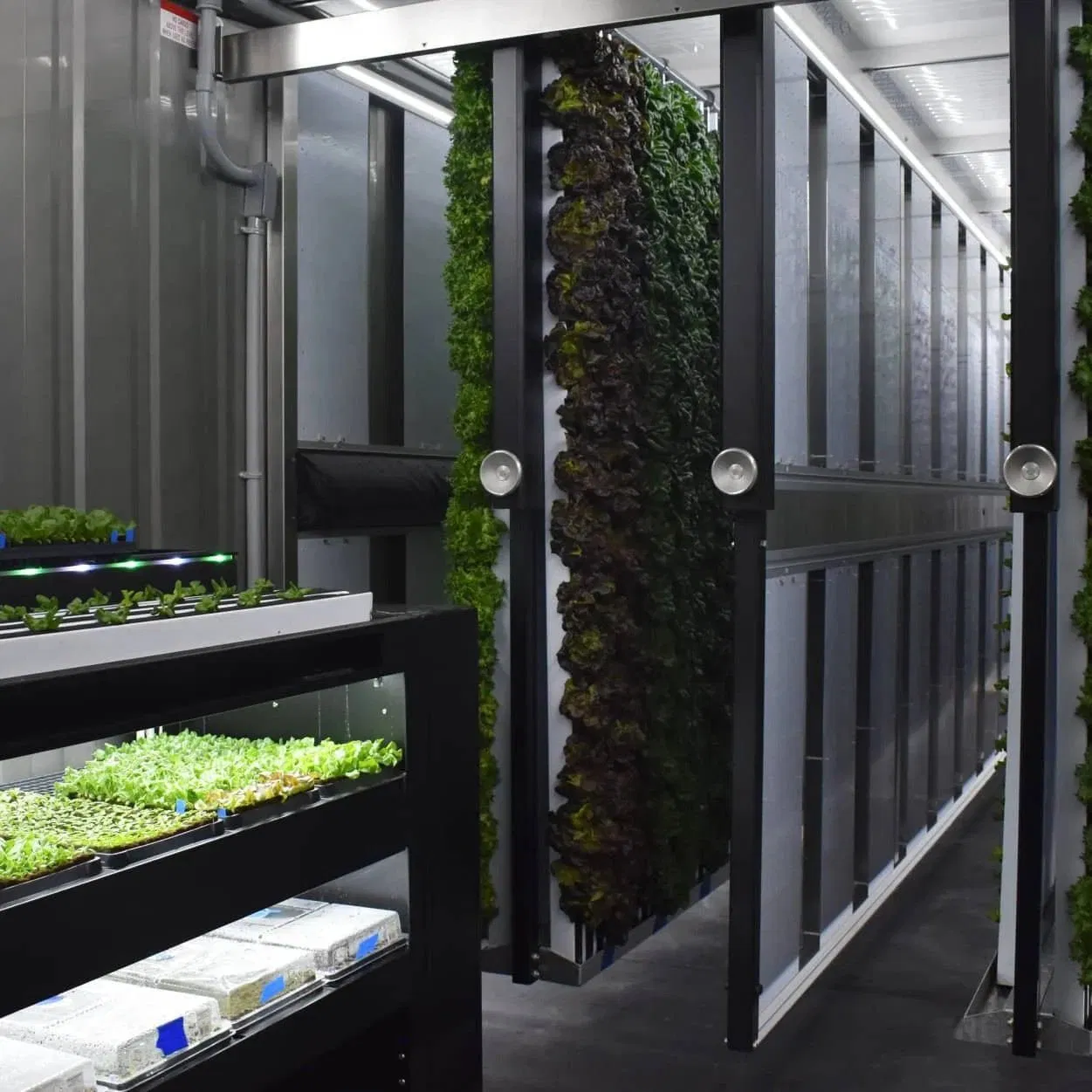 La fábrica de plantas en contenedor ofrece alimentos frescos a los complejos turísticos en granjas hidropónicas de contenedor y comunidades