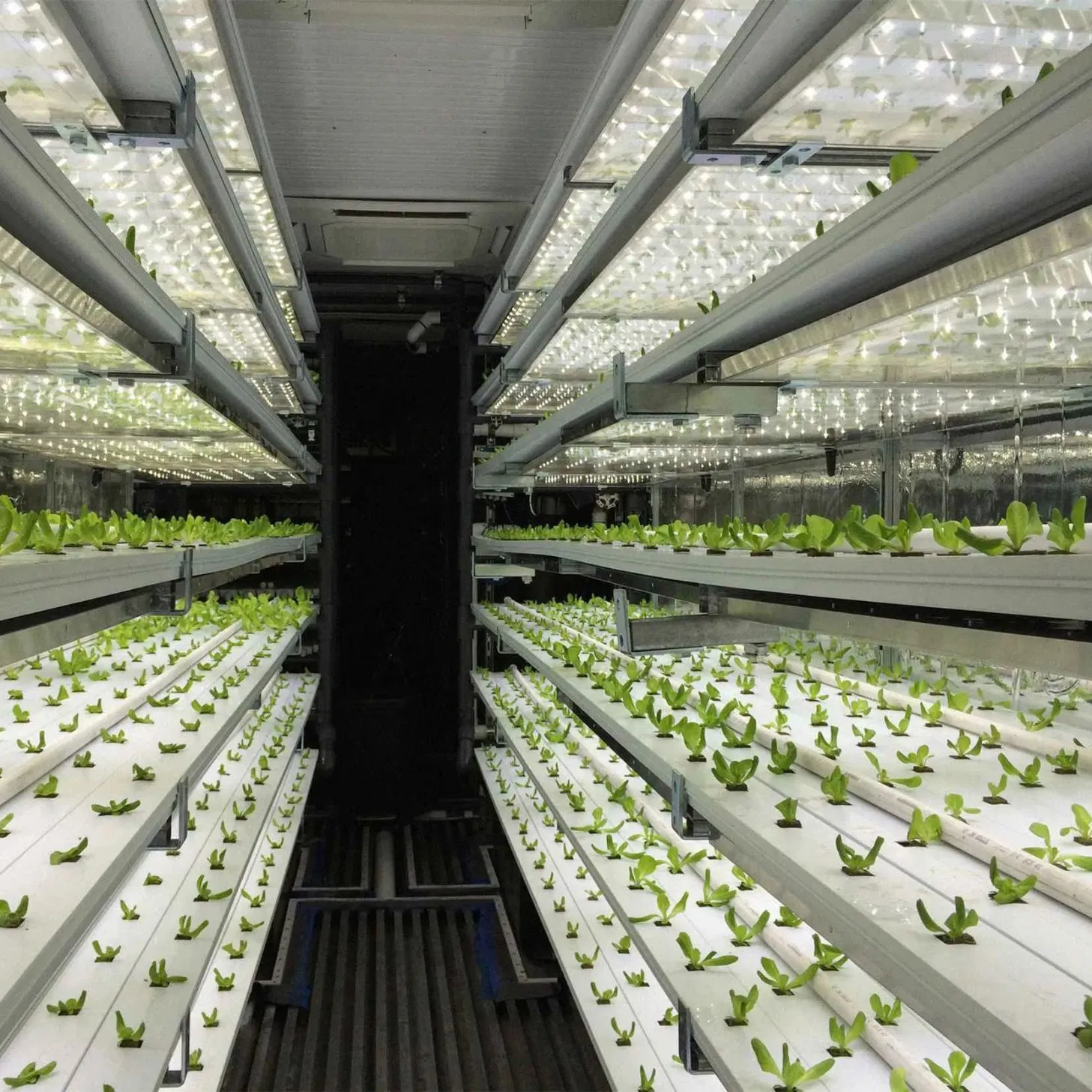 La fábrica de plantas en contenedor ofrece alimentos frescos a los complejos turísticos en granjas hidropónicas de contenedor y comunidades