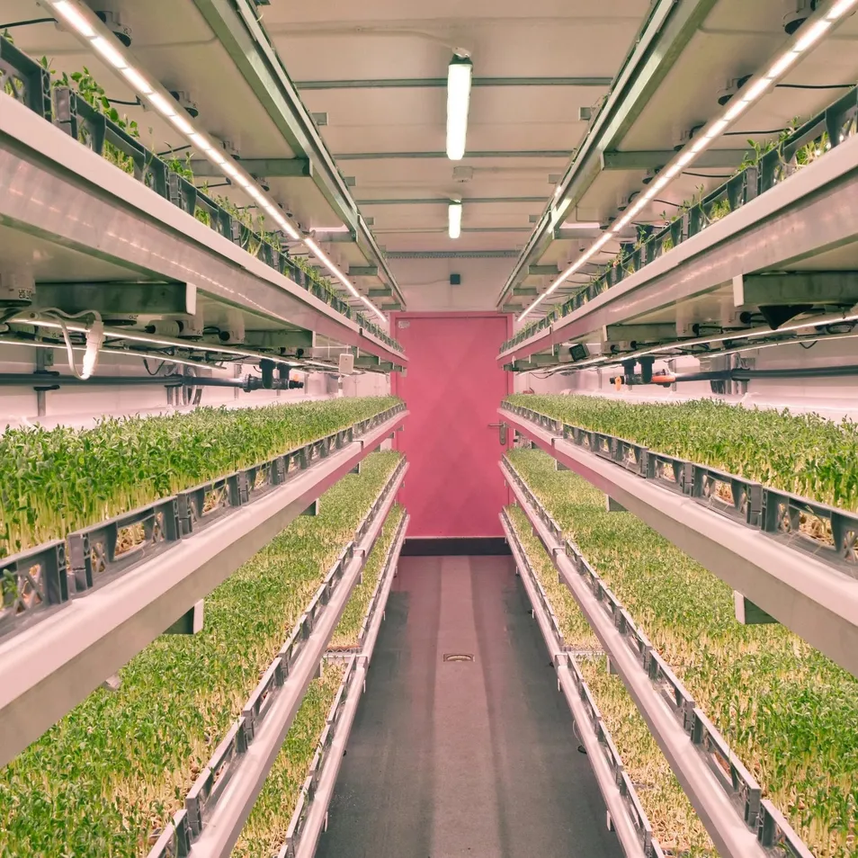 La fábrica de plantas en contenedor ofrece alimentos frescos a los complejos turísticos en granjas hidropónicas de contenedor y comunidades