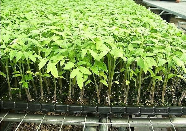 Plastic Flower Seeds Germination Tray Forsoilless Cultivation and Hydroponic Systems