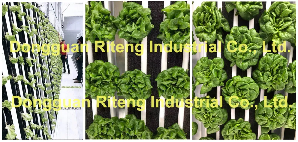 Germination Tray 3