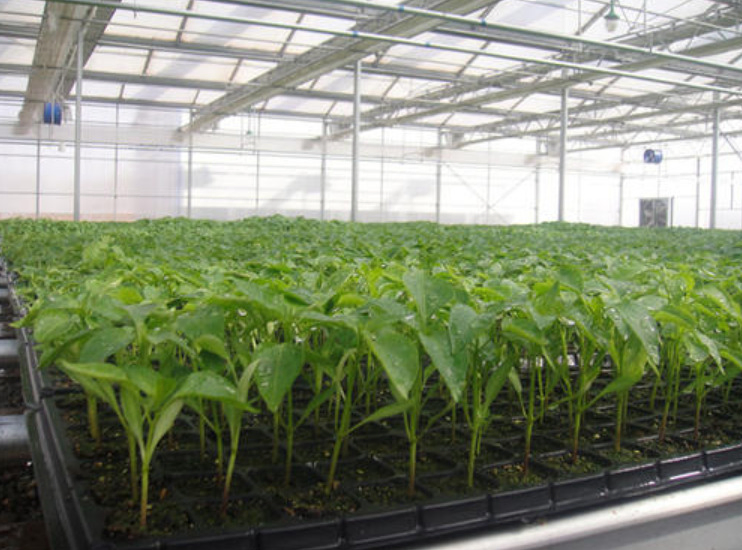 Plastic Flower Seeds Germination Tray Forsoilless Cultivation and Hydroponic Systems