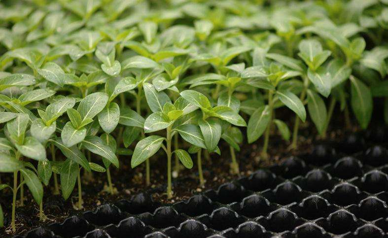 Plastic Flower Seeds Germination Tray Forsoilless Cultivation and Hydroponic Systems