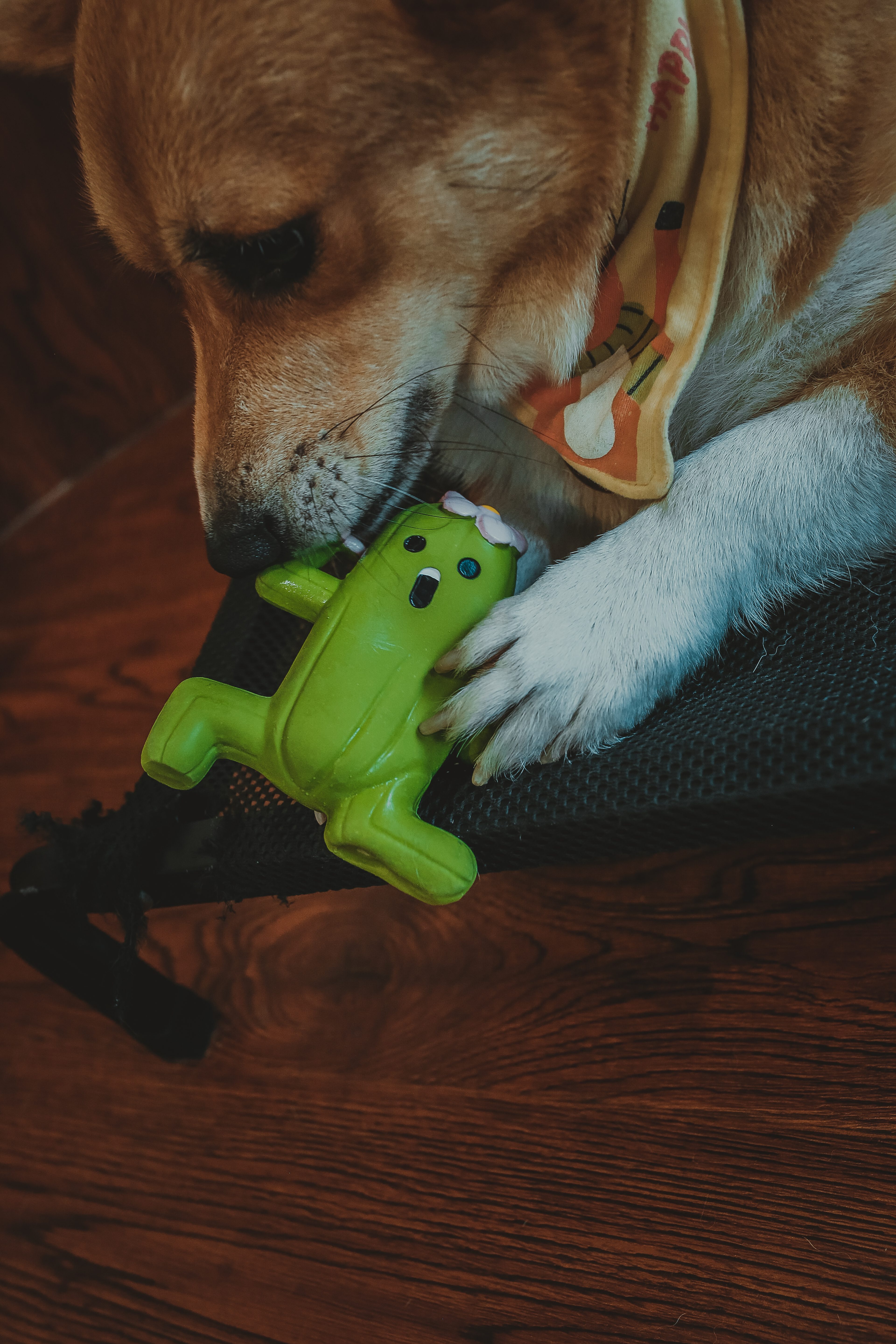Pet Christmas Gifts Cartoon Waterproof Floating Natural Latex Squeaking Chew Toys Eco-Friendly for Small &amp; Medium Dogs