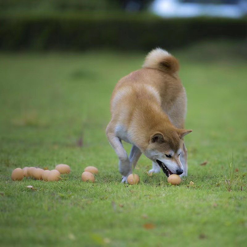 Dog Simulation Egg Detail 3