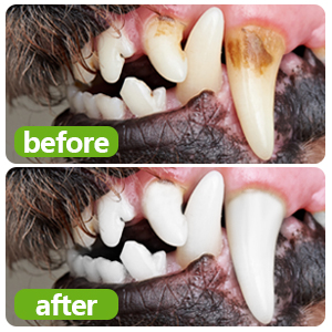 Fresh Breath and Clean Teeth