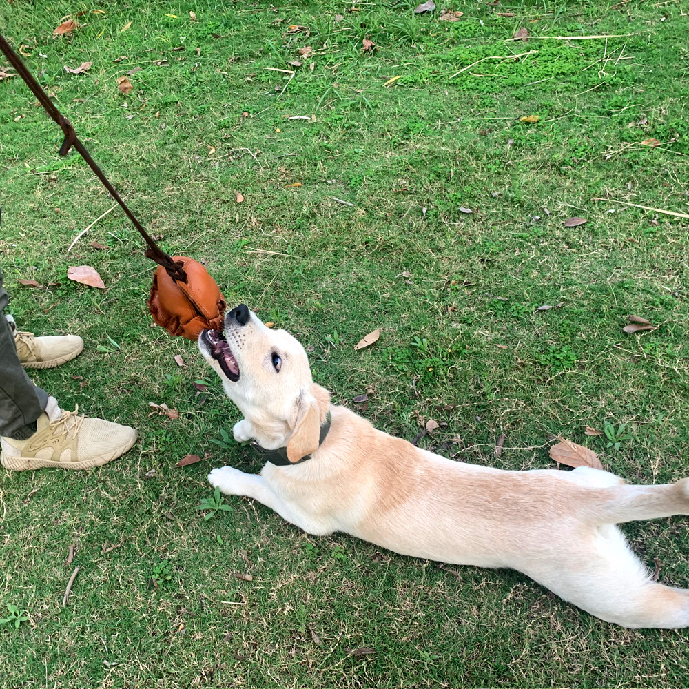 Dog tug toy image 2