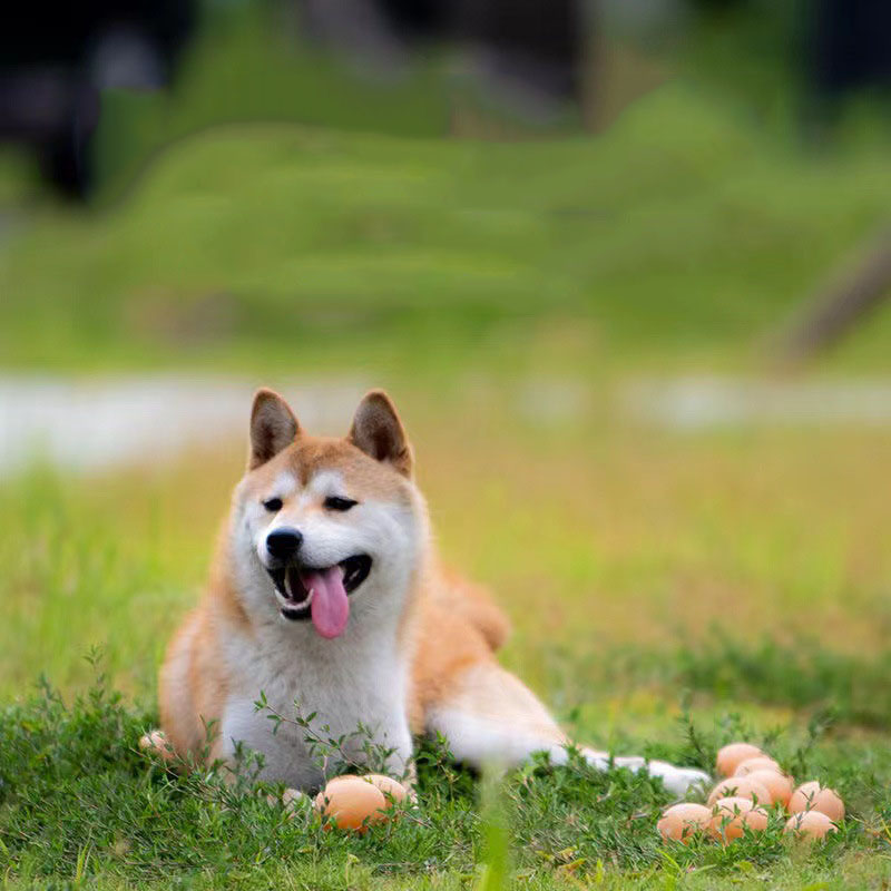 New Pet Vocal Toy Dog Simulation Egg Dog Training Bite Sound Squeaker Ball