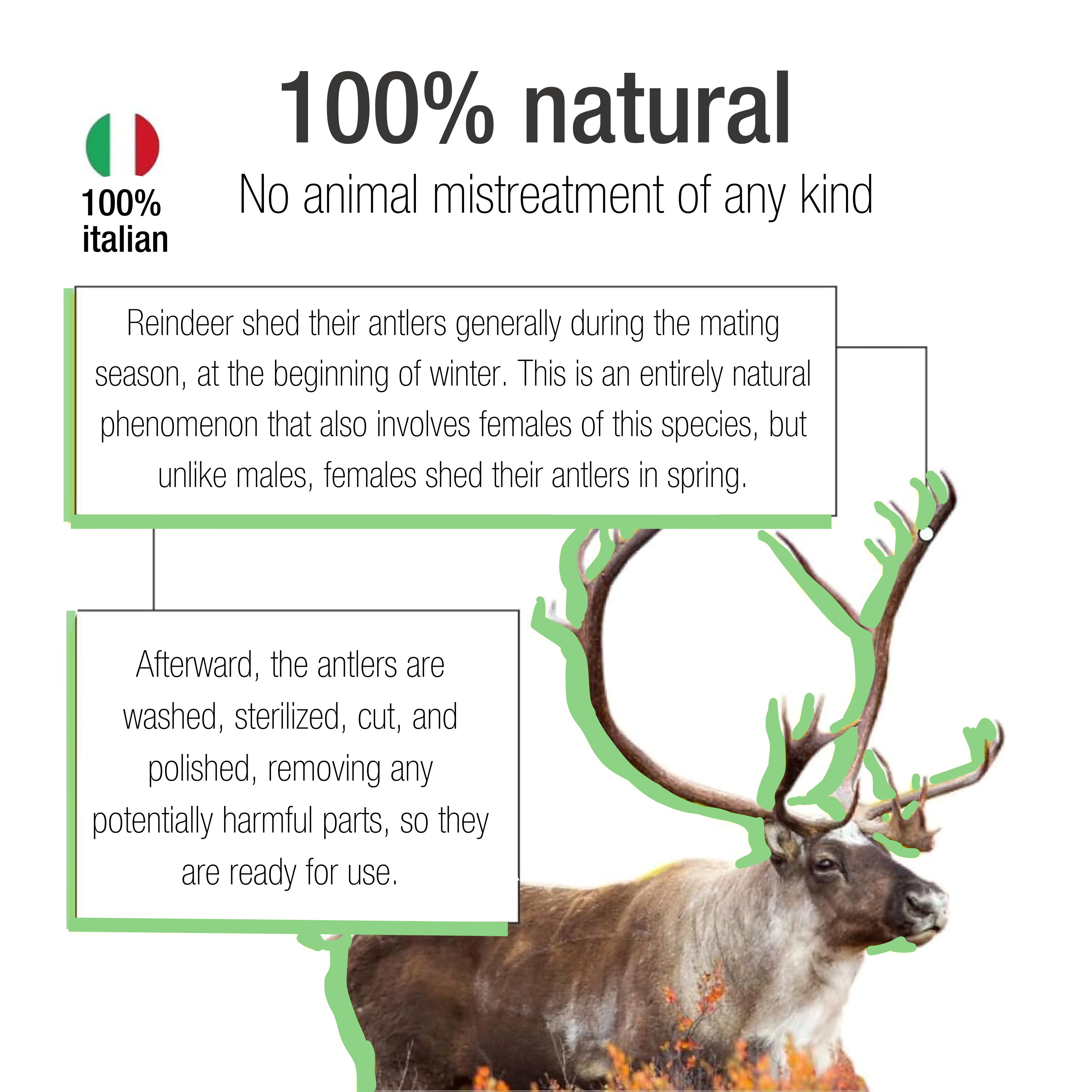 Made In Italy Sustainable Natural Reindeer Antler Dog Chew - Size S Boredom Buster Dog Toys