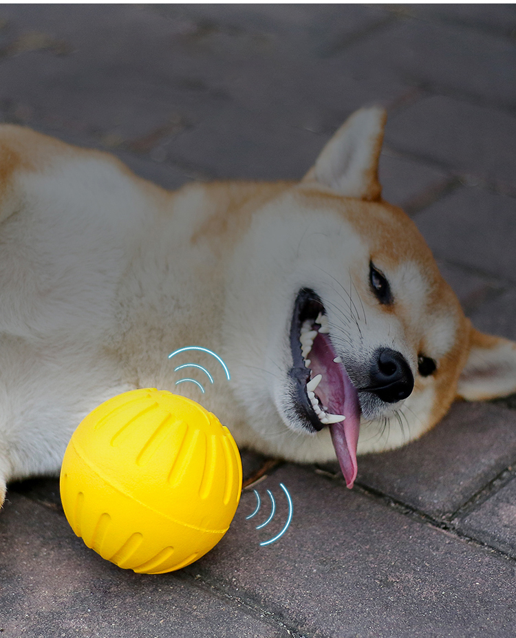 Pet Squeaky Chew Toy