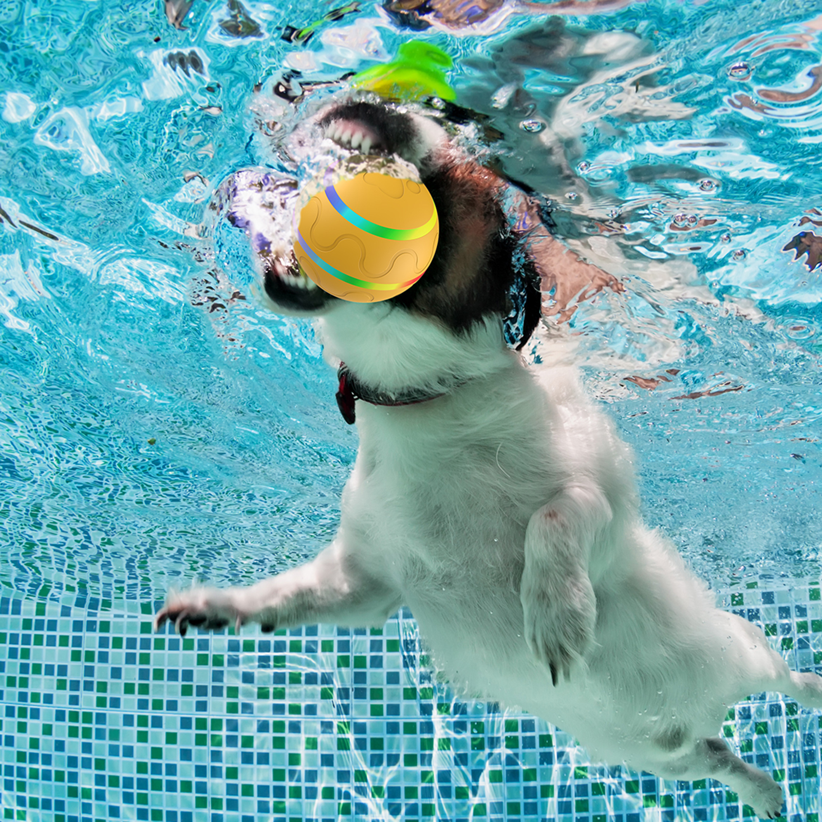 Pet Supplies Design
