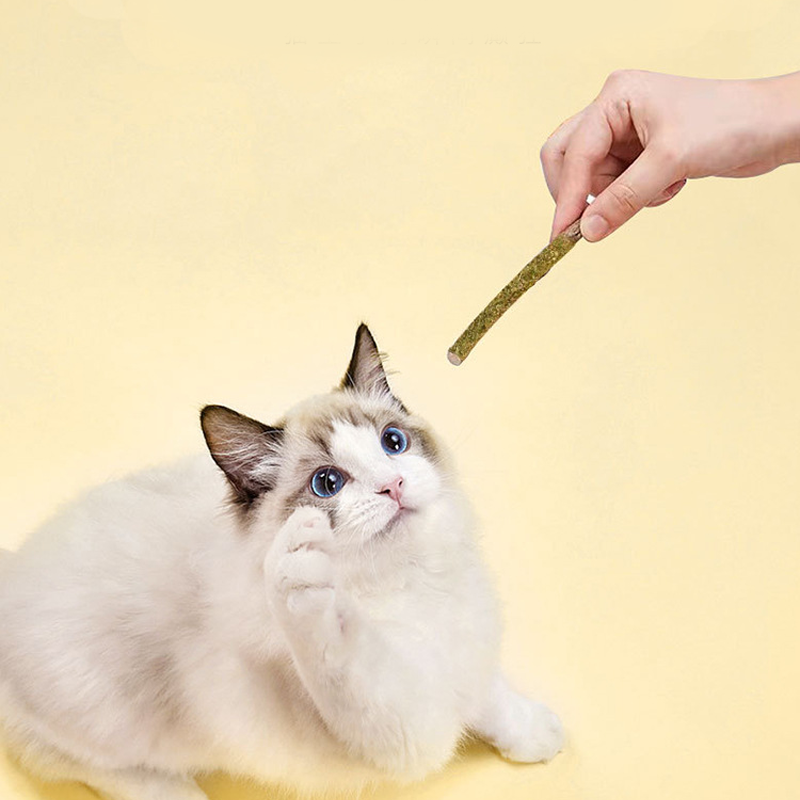 Eco-Friendly Natural Cat Gall Fruit and Catnip Dental Care Stick Kitten Mint Tooth Cleaning Stick Cat Chew Stick Toys