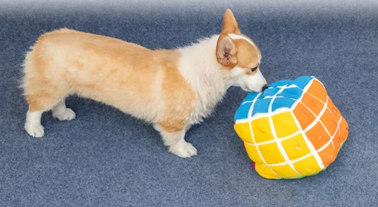 Pet Cube Sniffing Toy Dog Enrichment Chew Toys Puzzle Hiding Food Interactive Toy