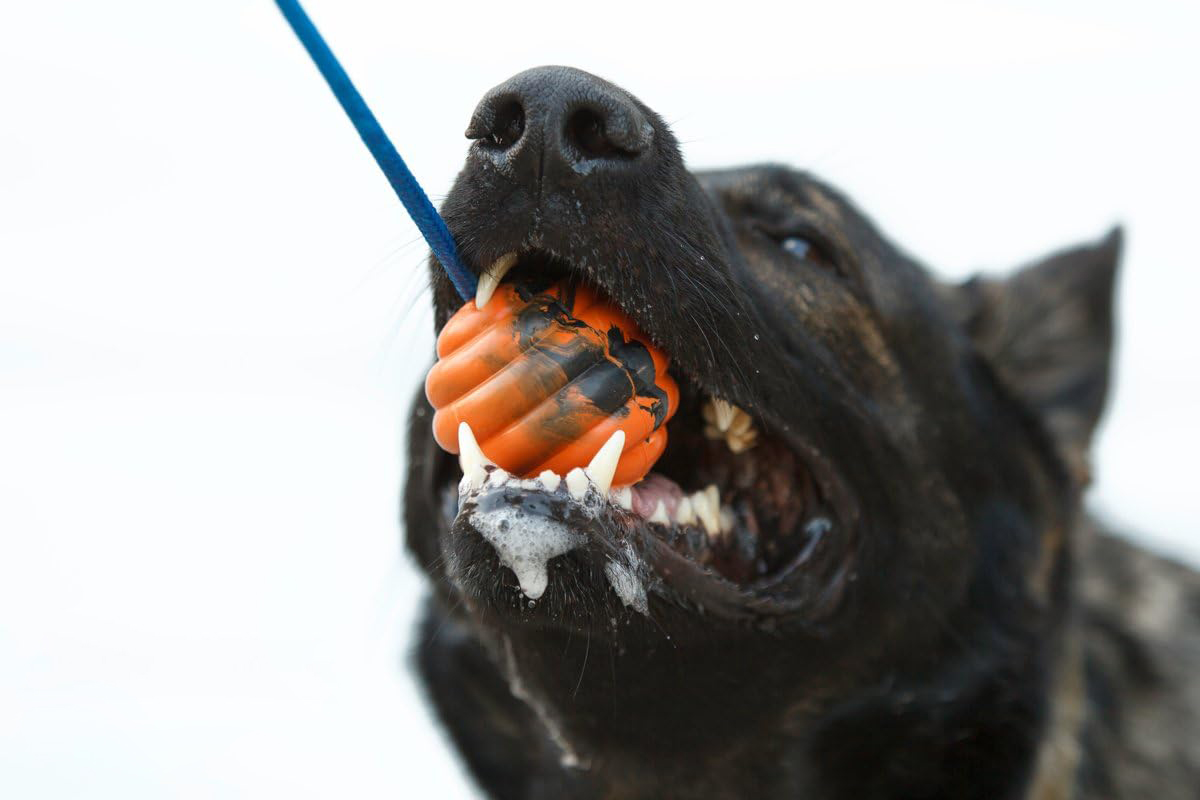 Pet Toy Construction