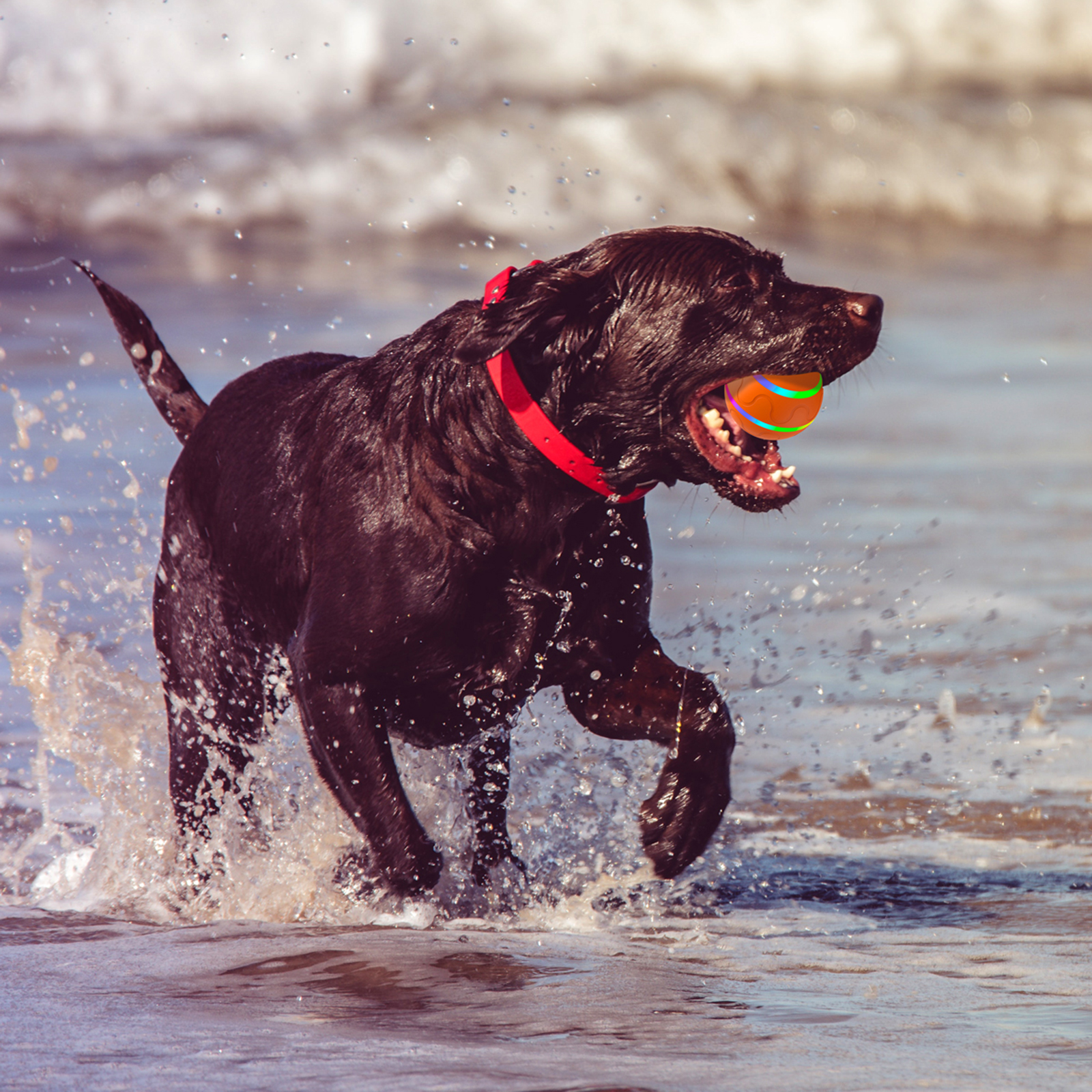 Durable Dog Ball