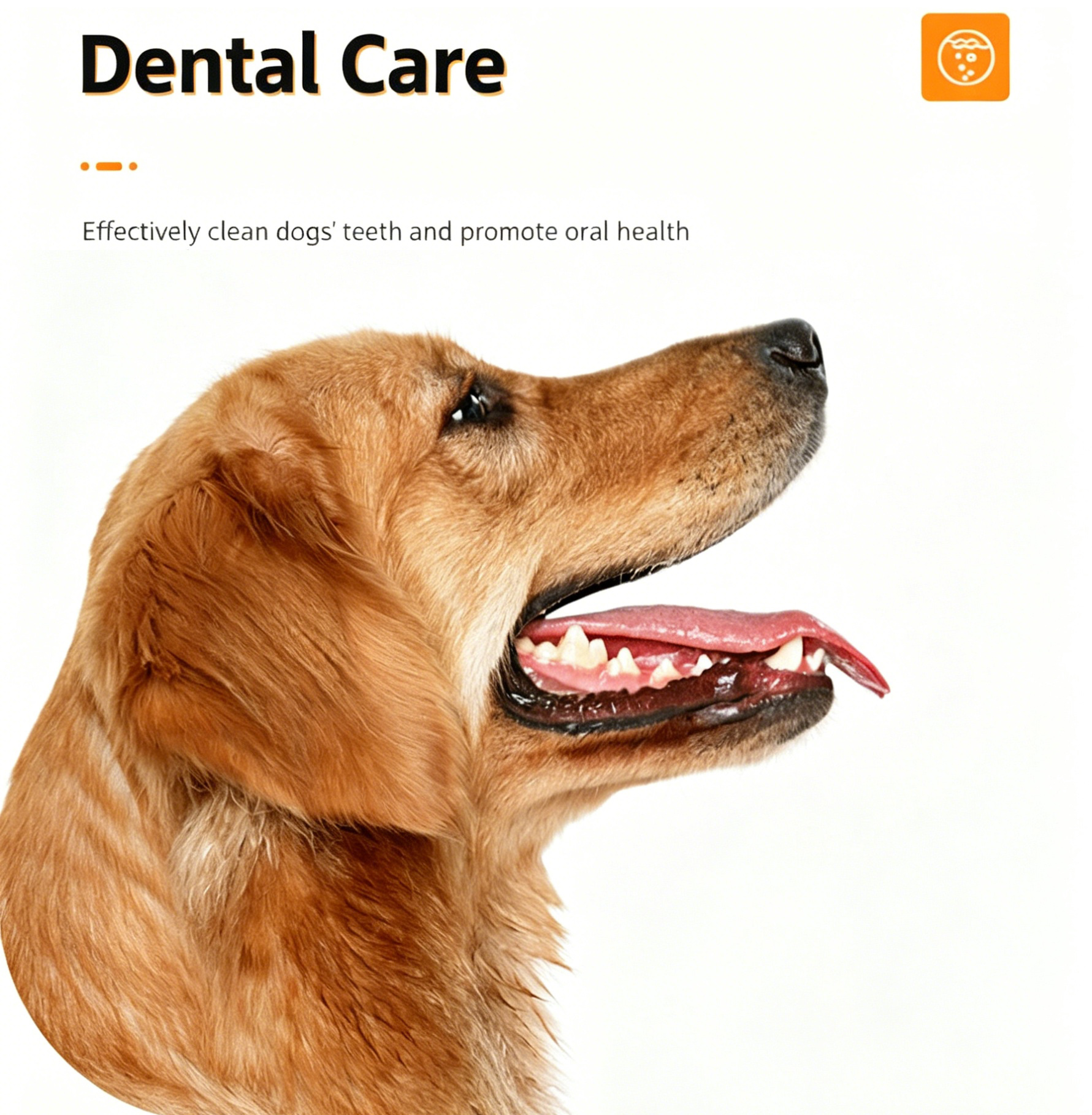 Pet Product Manufacturing Workshop