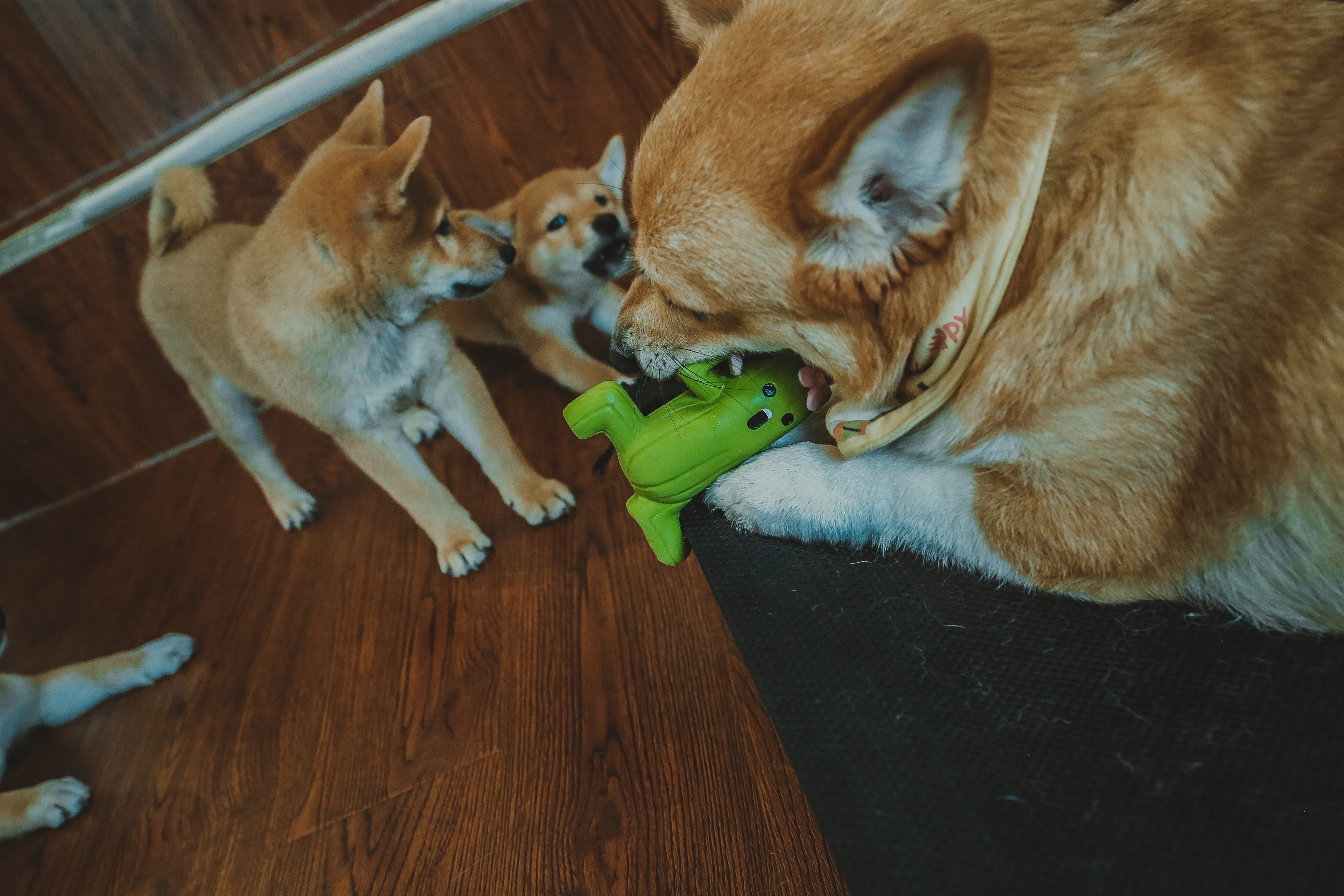 Pet Christmas Gifts Cartoon Waterproof Floating Natural Latex Squeaking Chew Toys Eco-Friendly for Small &amp; Medium Dogs