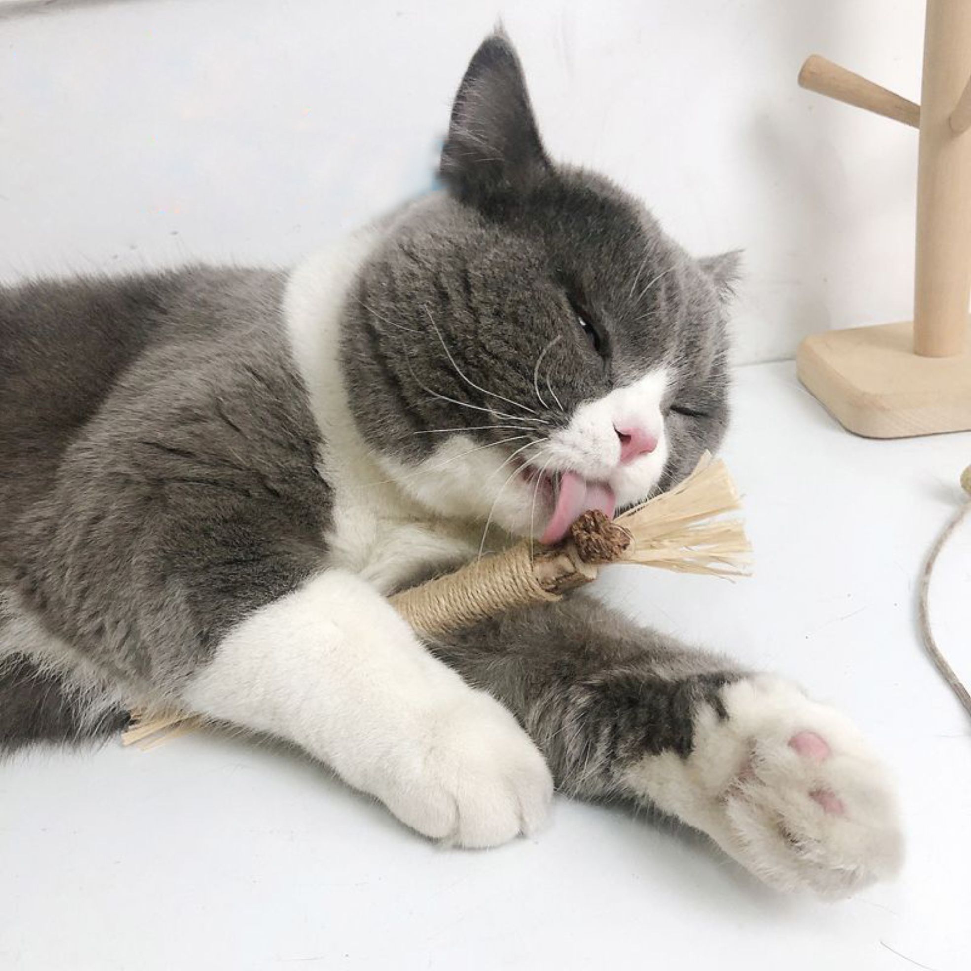 Catnip Rattan Chew Stick Dental Care Mix Kitten Mint Tooth Cleaning Pet Toys Cats Chew Silvervine