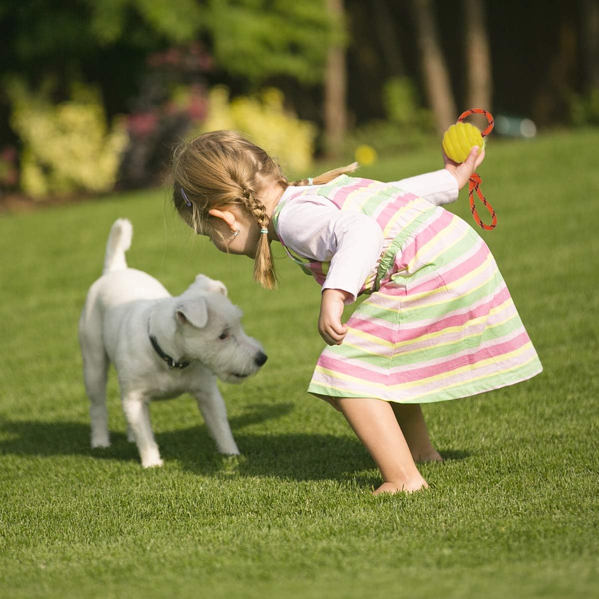 Dog training ball image 2