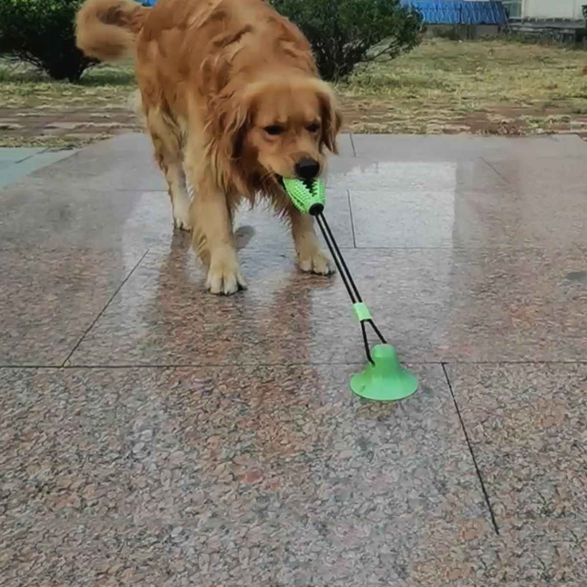 Pet Molar Chew-Resistant Dispensing Balls Suction Cup Dog Teeth Cleaning Toy