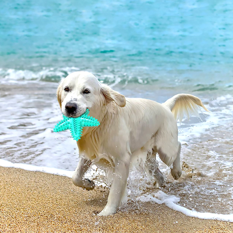 Custom Color Interactive TPR Sounding Tough Chewer Eco-Friendly Starfish Pet Chew Toys Squeaky Dog Toy with Toothbrush