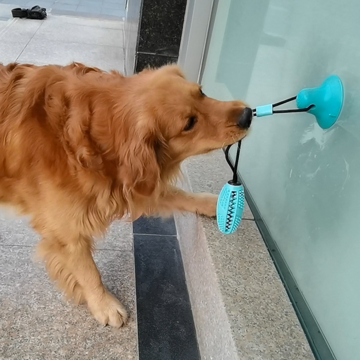 Pet Molar Chew-Resistant Dispensing Balls Suction Cup Dog Teeth Cleaning Toy