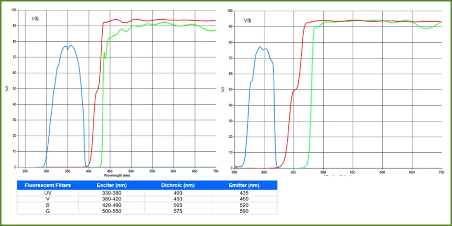 Fluorescence Microscope View 6
