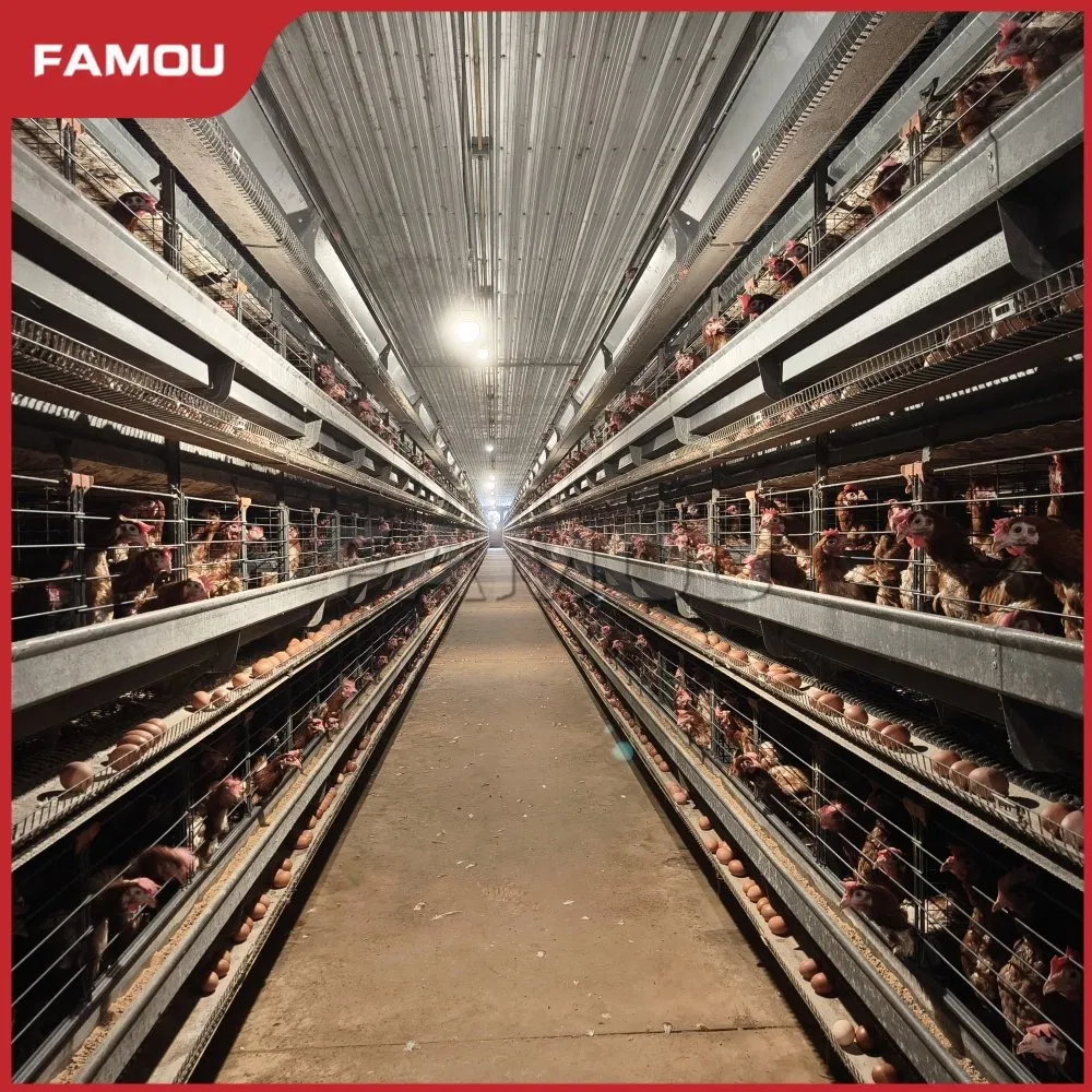 Advanced H Type Layer Automated Battery Chicken Cage for Poultry Farm