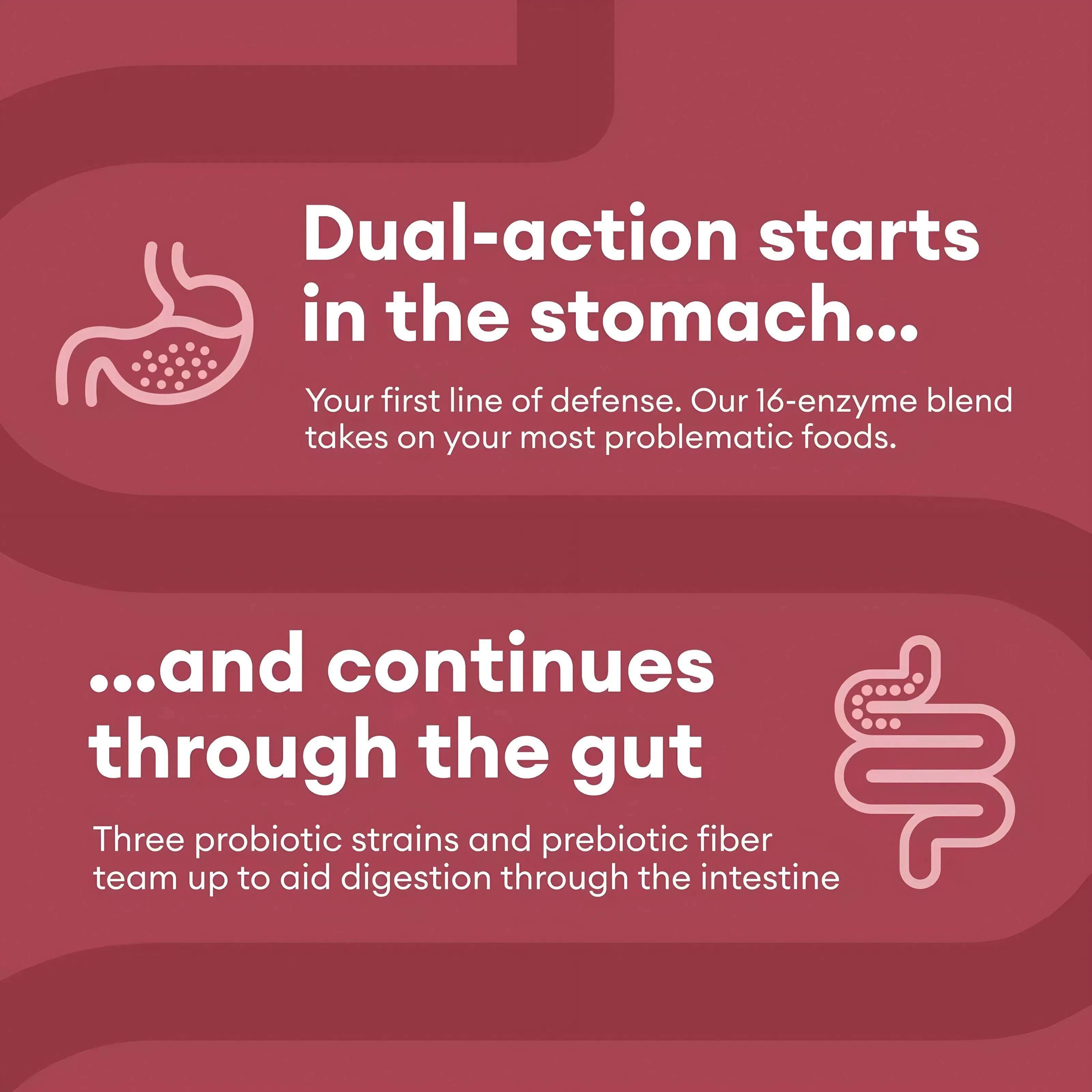 OEM/ODM Custom Digestive Enzymes - Probiotic Digestive Enzyme Capsule Supplements Supporting Digestion and Gut Health