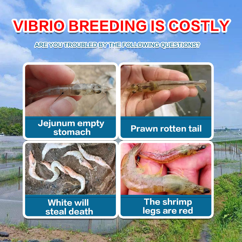 Microbial Balance Reliable Hujunqing Aquaculture Environment Optimization Aquatic Feed Additives