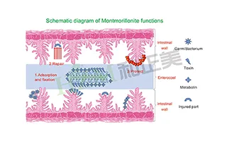 Mycotoxin Adsorption