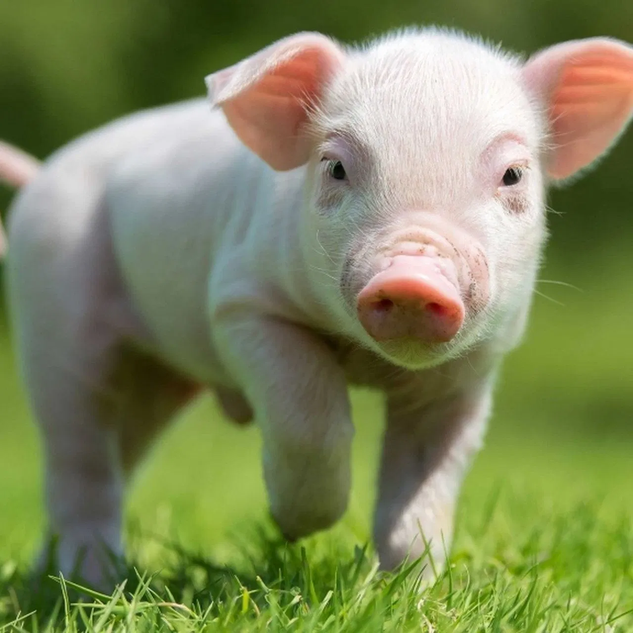 High-Protein Soy Protein Concentrate for Poultry, Livestock, and Aquaculture Nutrition - Affordable Feed Supplement Animal Nutrition Products Protein Feed