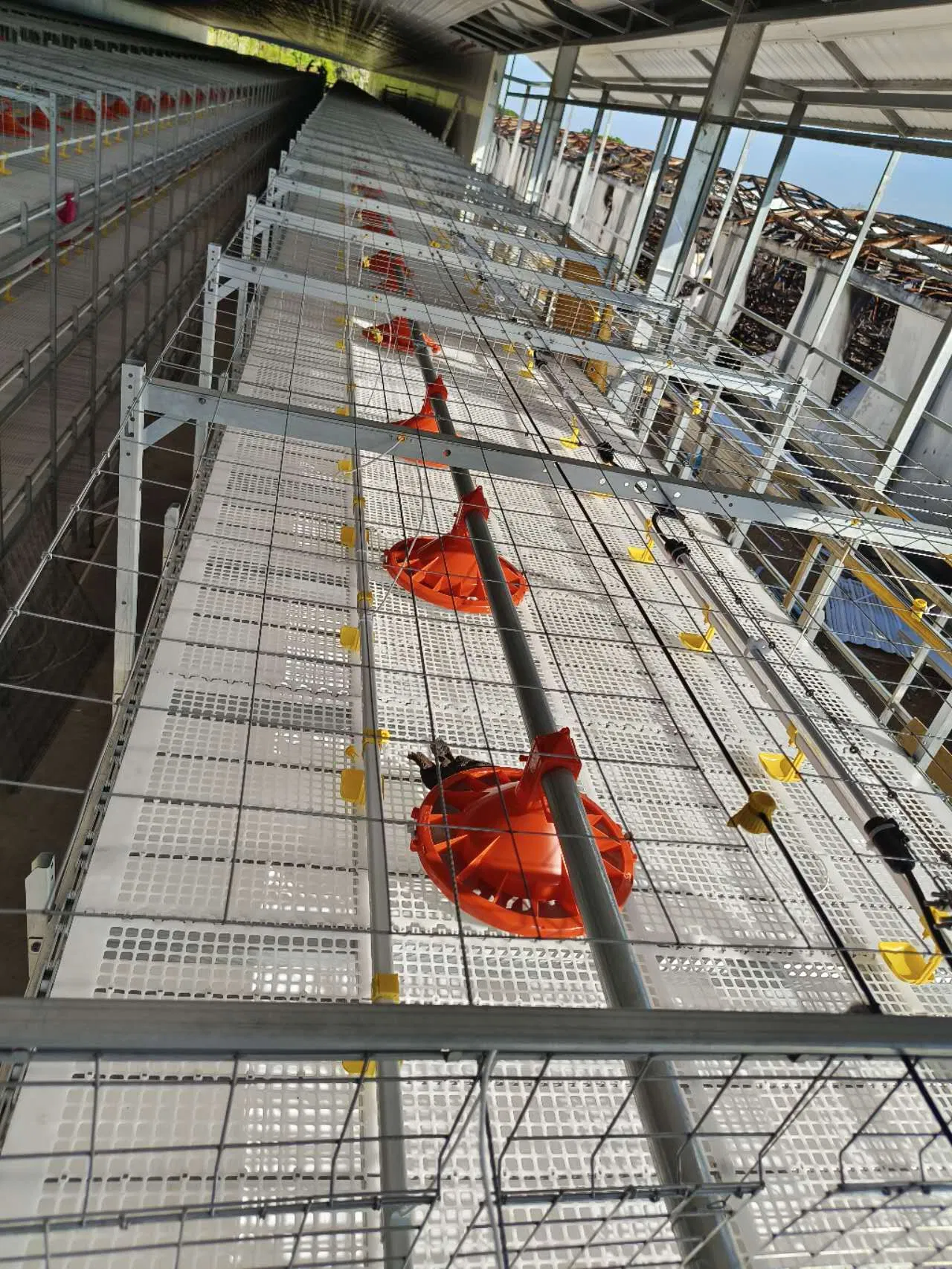 Advanced Layer and Breeder Broiler Cage Systems for Optimal Production