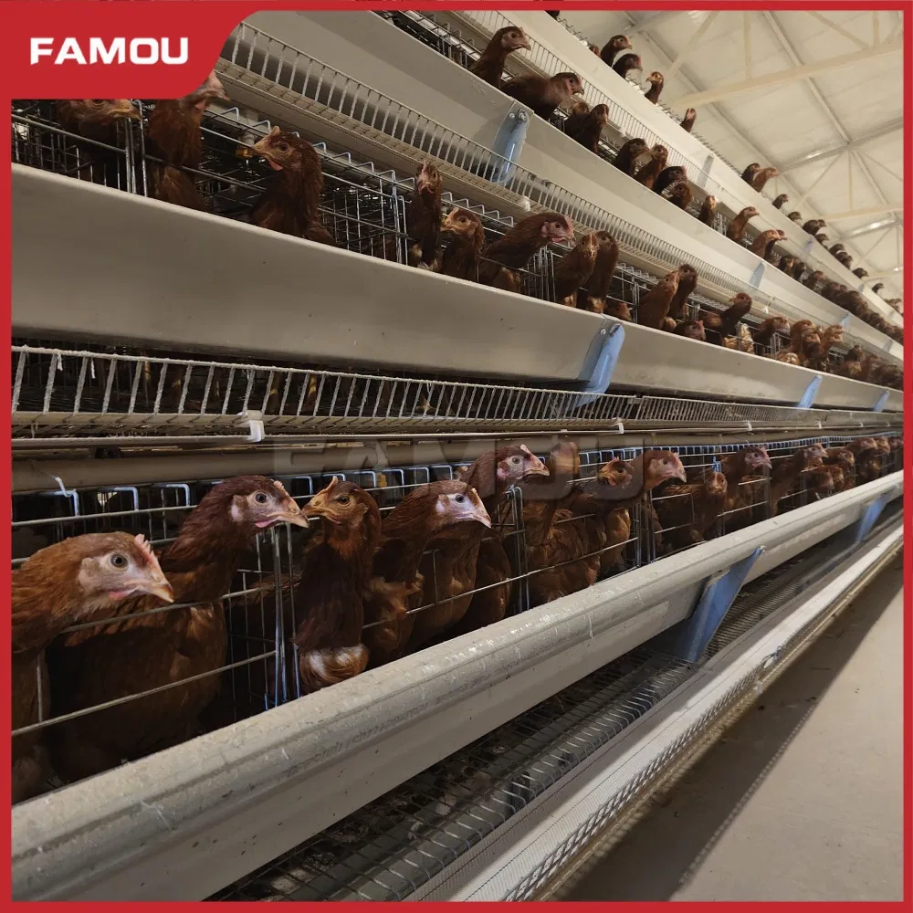 Innovative Type Layer Chicken Cage for Modern Poultry Operations