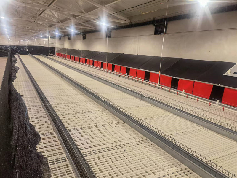 Poultry Equipment: Breeder Falt Raising System for Chicken and Layer Use