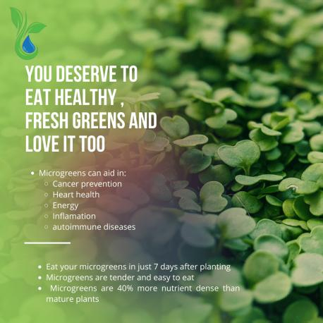 Standard Microgreens Growing System for Home Gardening