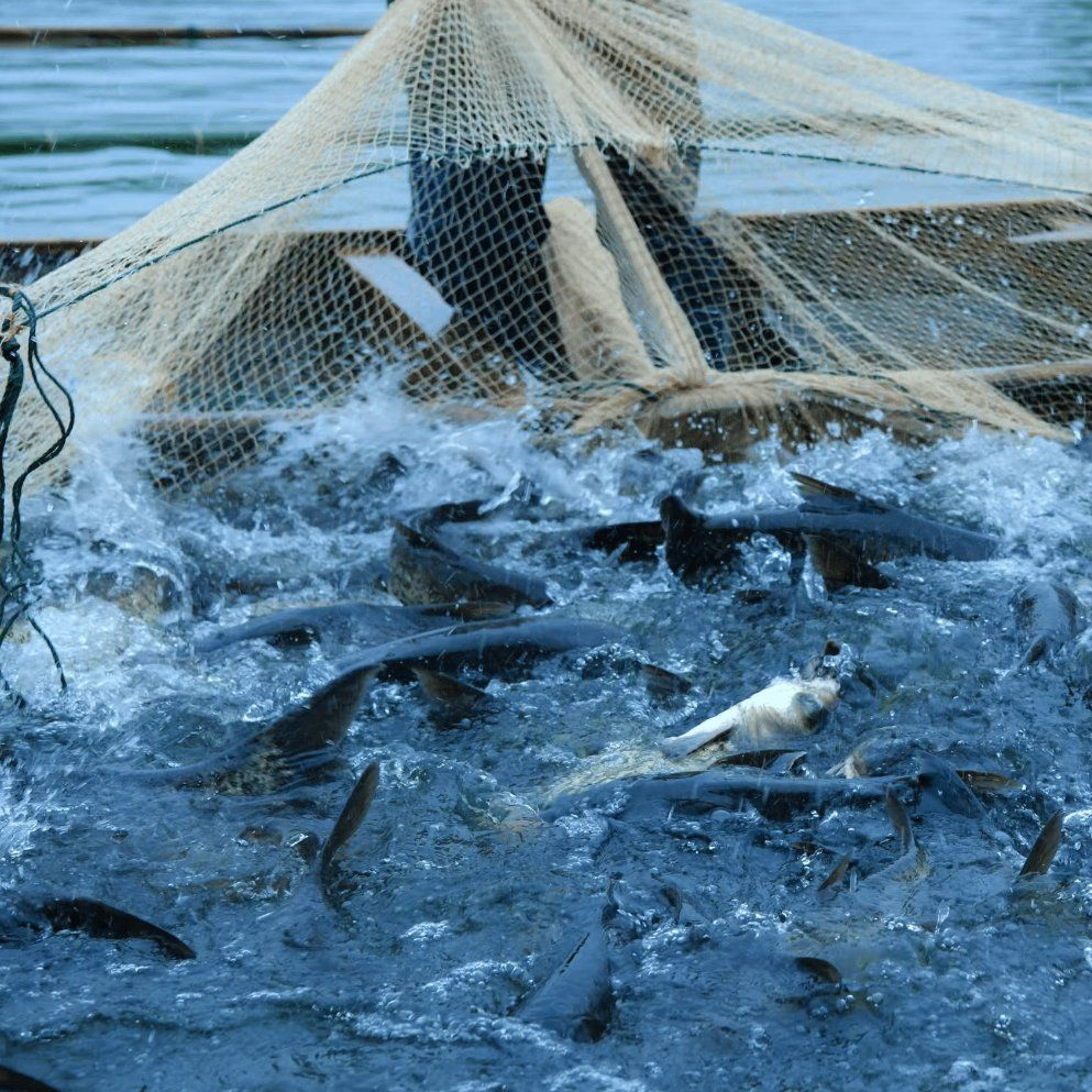 Universal Enzymatic Soy Protein for Livestock, Poultry &amp; Aquaculture - Functional Feed Grade Ingredient - Improves Fcr &amp; Growth Uniformity