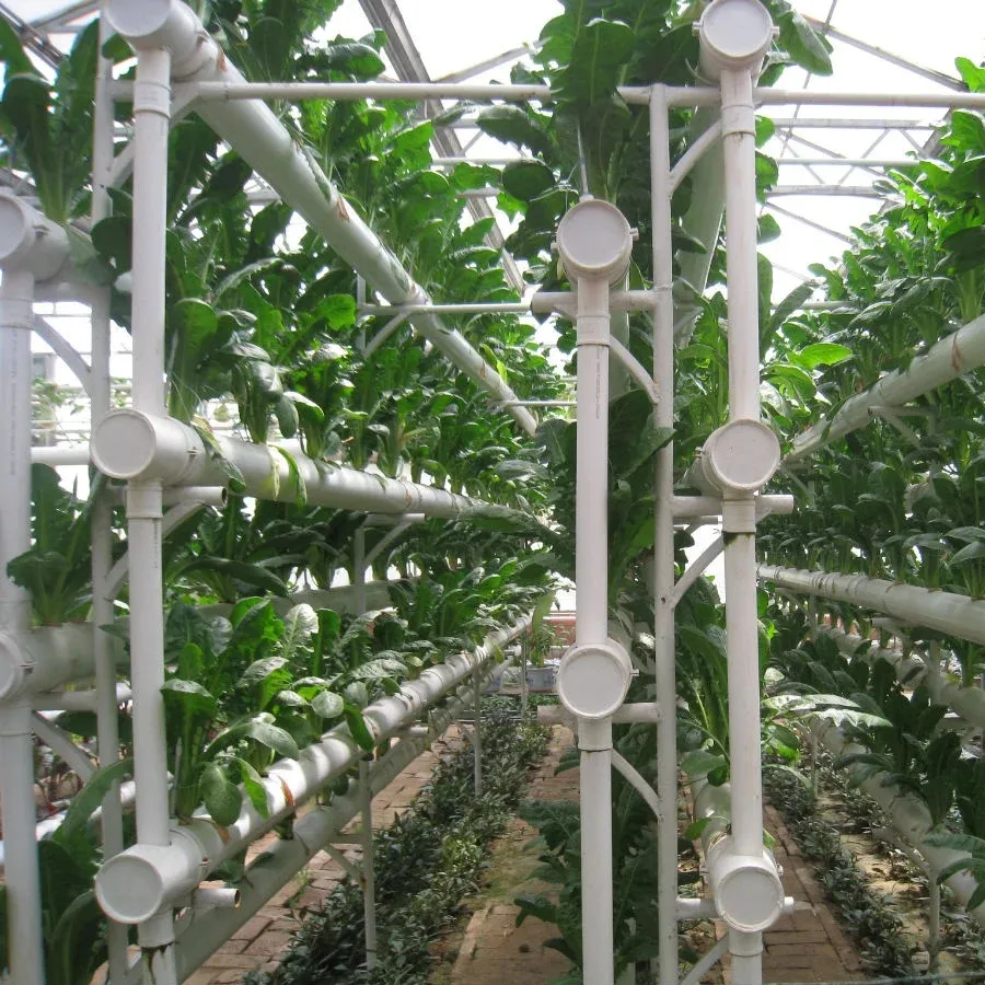 Column Cultivation