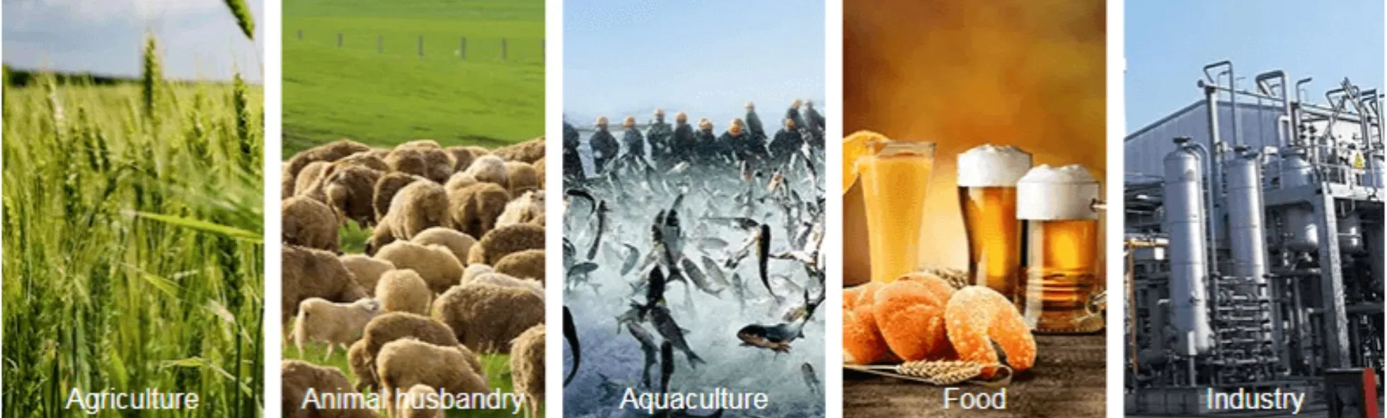 Elevate Growth, Support Immunological Balance, Clostridium Butyricum Food, Infused Probiotic Nutrition