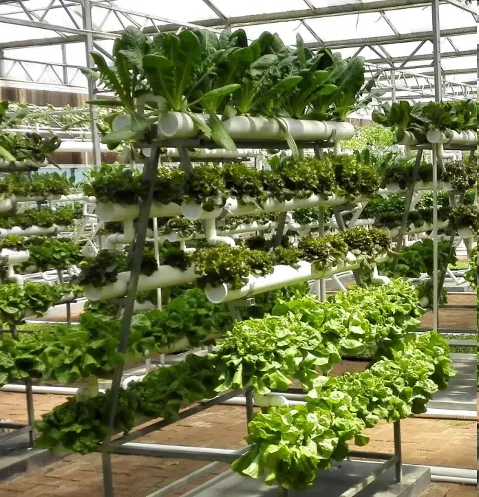 Substrate Cultivation